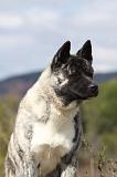 AKITA AMERICAIN 376